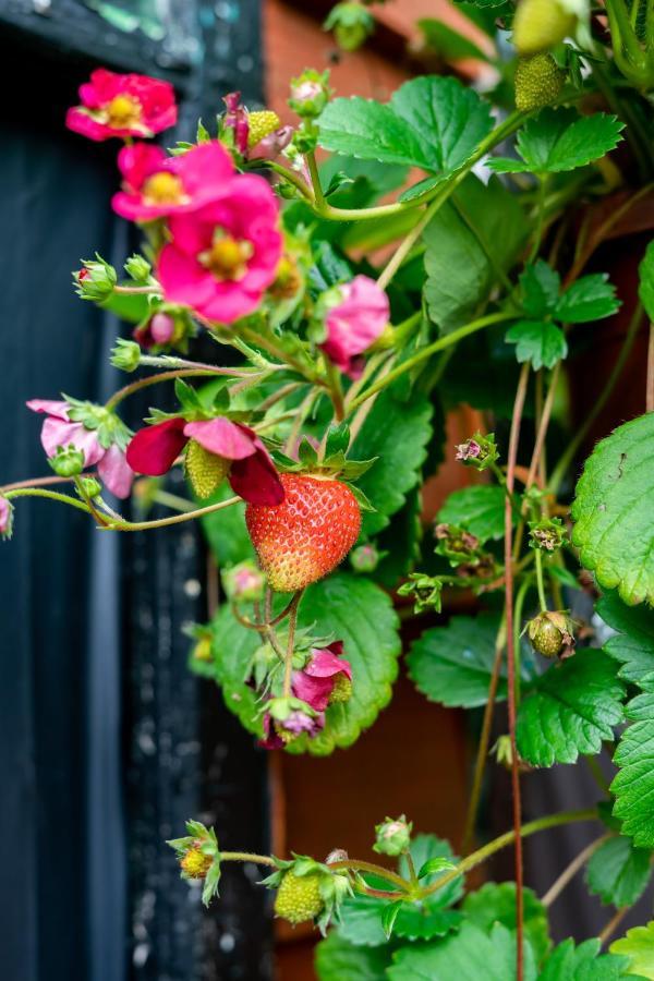 Red Cherry House Watford (Hertfordshire) Exterior foto